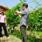 wine tasting and visit bardolino 9